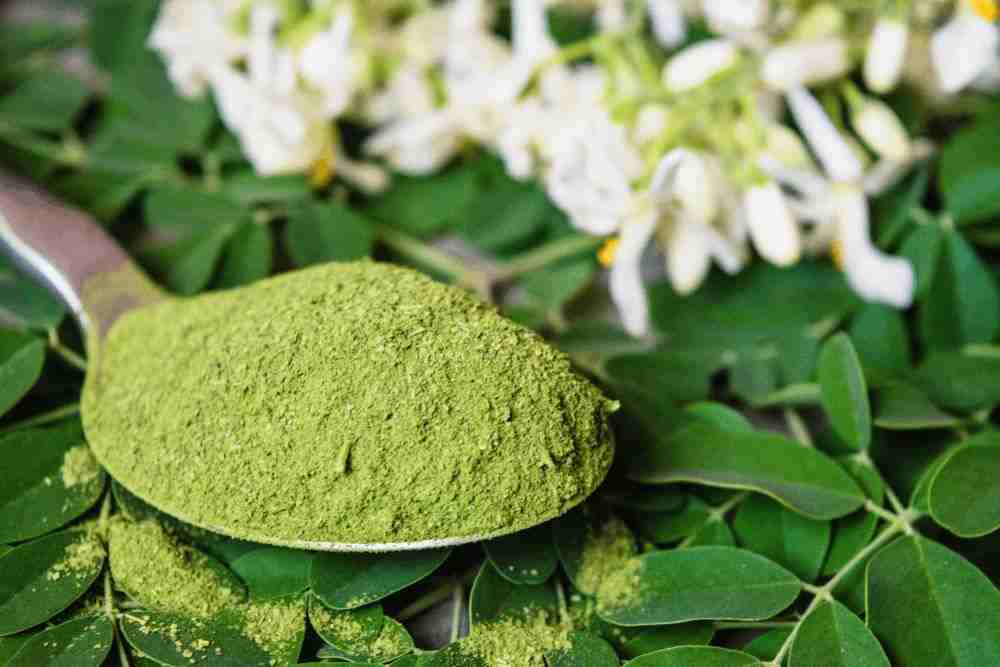 Moringa Powder Suppliers