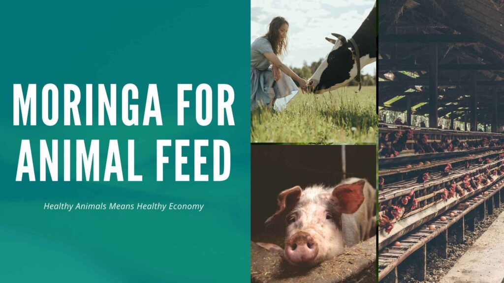 moringa for animal feed