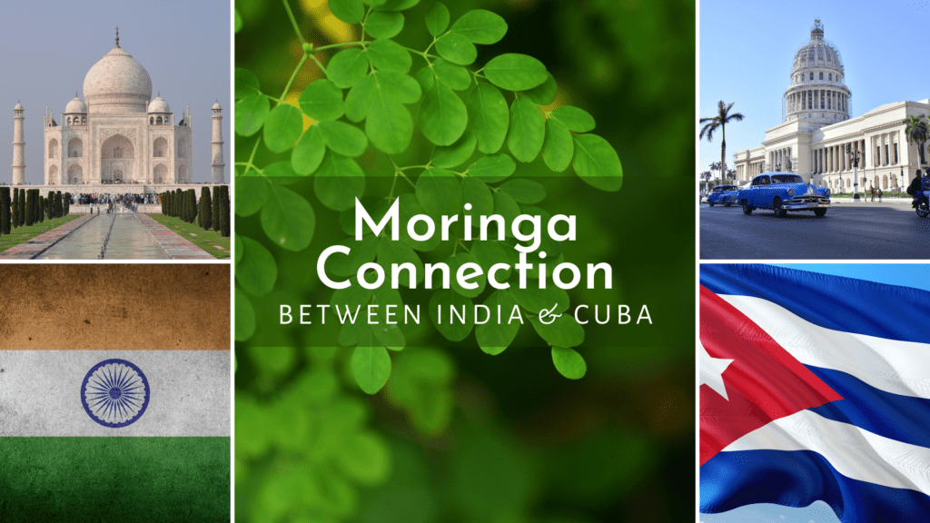 Moringa Connection India & Cuba