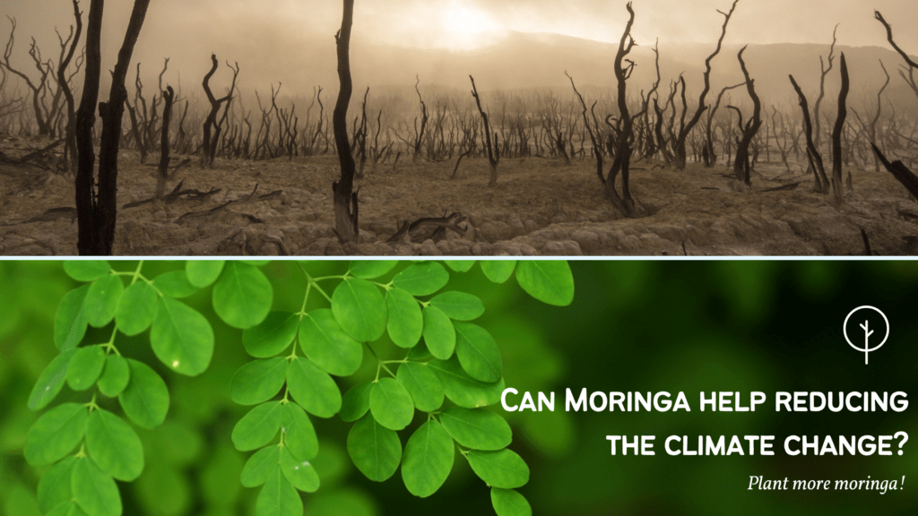Moringa-Climate-Change-final