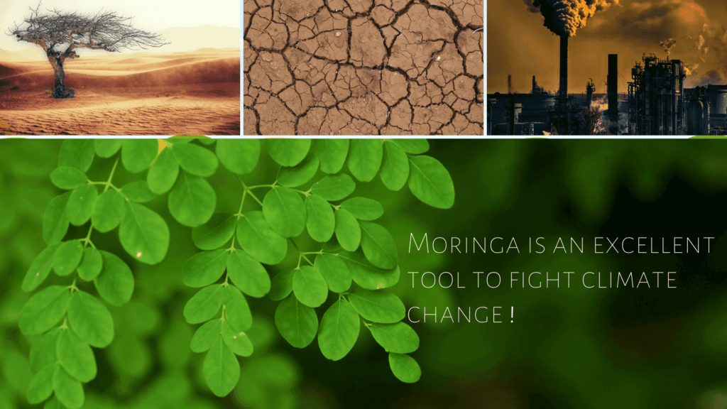Moringa is an excellent tool to fight climate change