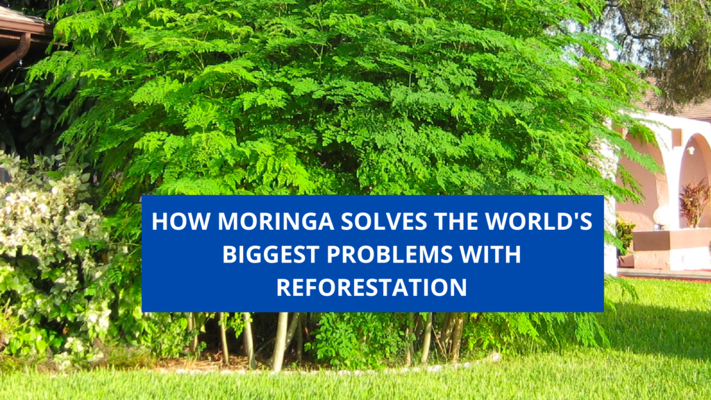 HOW MORINGA SOLVES THE WORLD