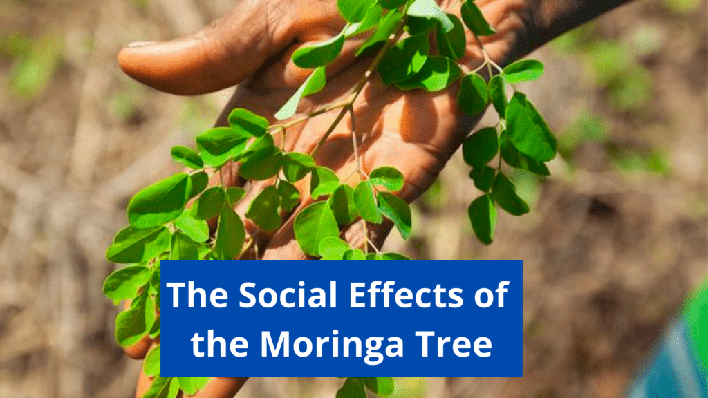 Social Effects of the Moringa Tree