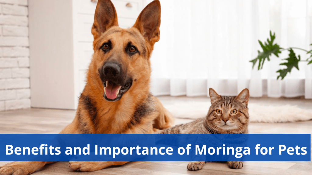 benefits of moringa for pets