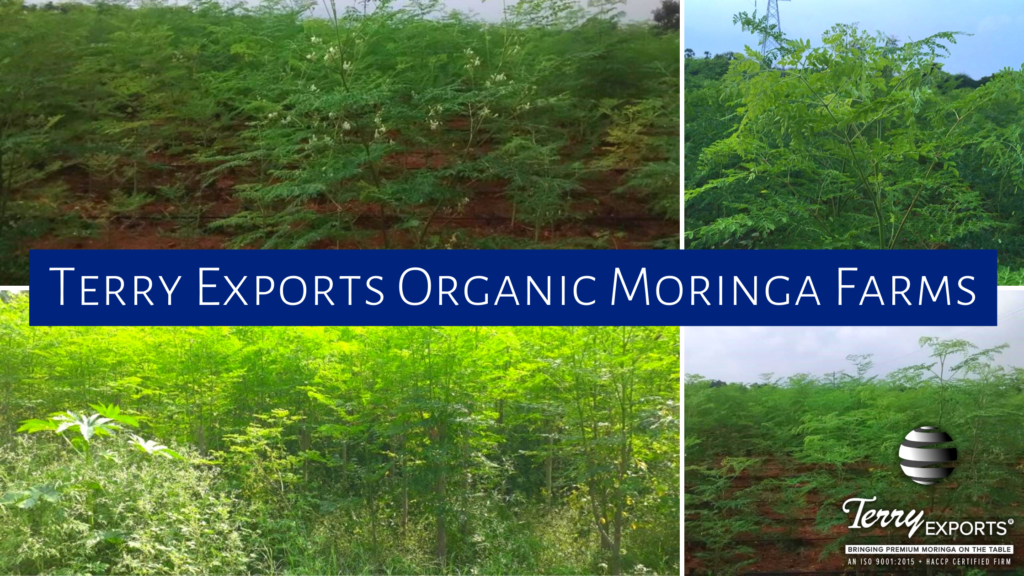 TERRY EXPORTS Moringa FARMS
