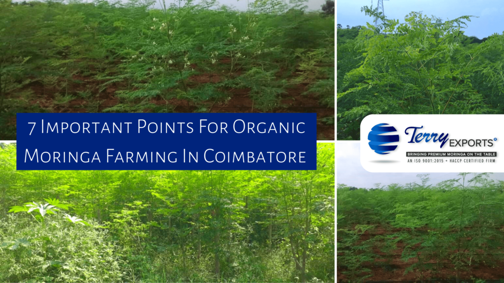 Organic Moringa Farming