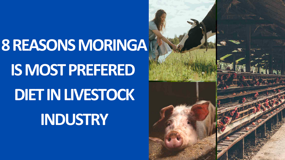 8 REASONS MORINGA IS MOST PREFERED DIET IN LIVESTOCK INDUSTRY