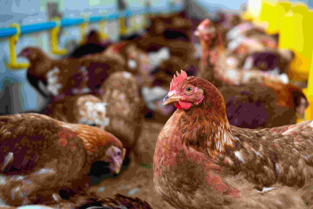 8 Reasons Why Poultry Farms Use Moringa as Nutrients as a DIET