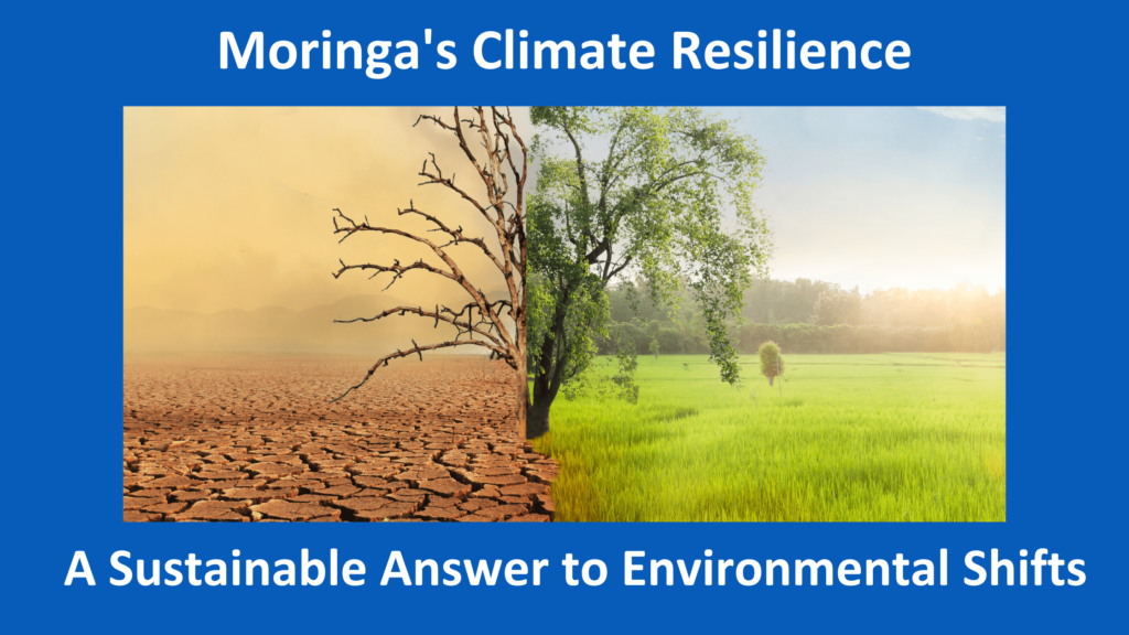 Moringa's Climate Resilience